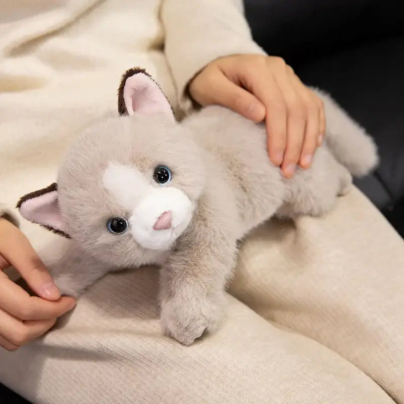 Peluche Chat Persan